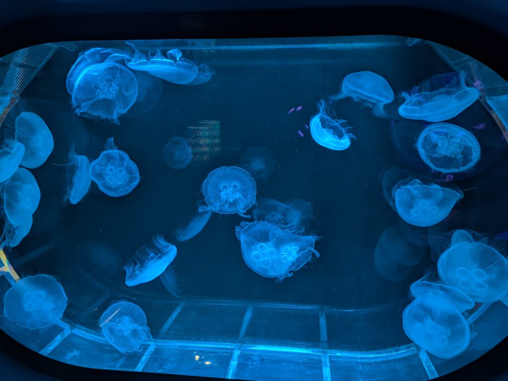水族館_jellyfish
