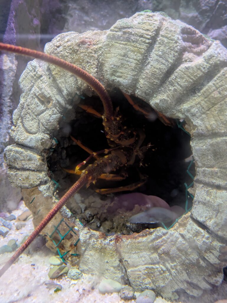 水族館_lobstar